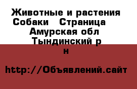 Животные и растения Собаки - Страница 4 . Амурская обл.,Тындинский р-н
